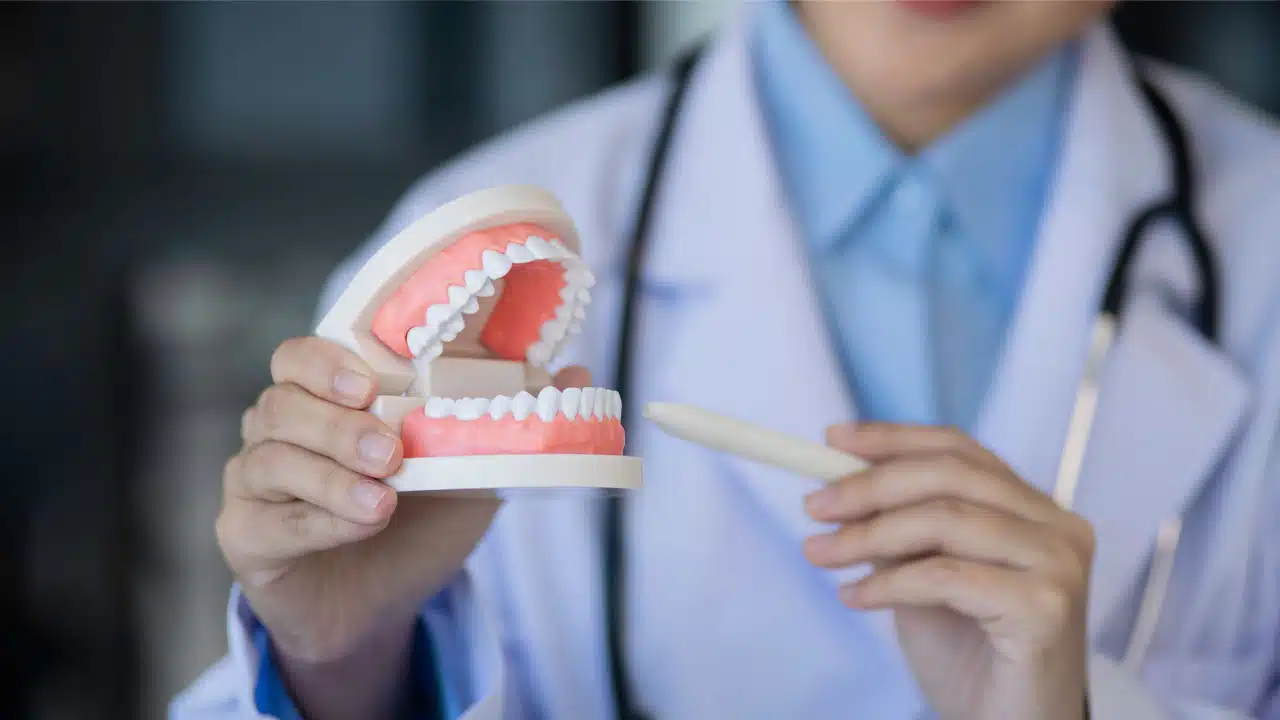 Dentist holding a tooth model